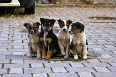 Харьковские ветеринары займутся чипированием бездомных собак в Северодонецке