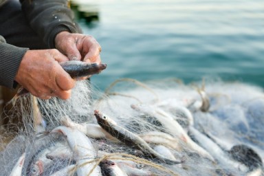 В Луганской области рыбак-браконьер "наловил" на 138 тысяч ущерба биоресурсам