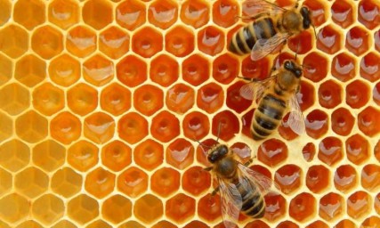 Розвивається галузь бджільництва: товаровиробники готові виробляти безпечну продукцію та гарантувати якість споживачам